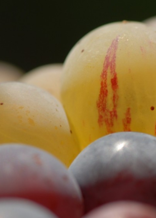 Farbmutation roter zu weissem Riesling ANT 1478